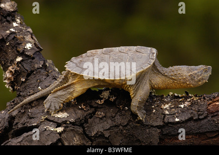 Alligator snapping turtle or South American Snapping turtle (Chelydra acutirostris serpentina) Northwest Ecuador. Stock Photo