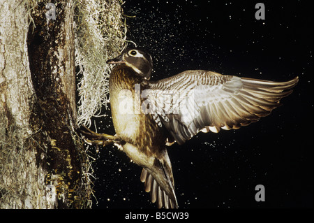 Wood Duck, Aix sponsa, female landing at nesting cavity, Raleigh, Wake County, North Carolina, USA Stock Photo