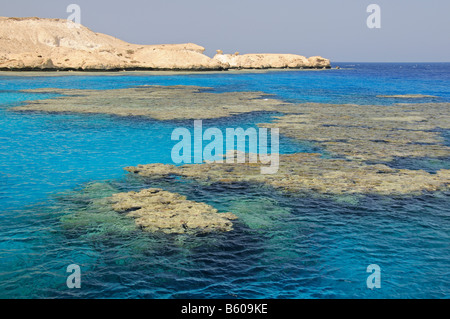 surface of a tropical coral reef, Red Sea, Egypt Stock Photo