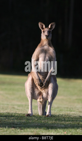 Eastern grey kangaroo male Stock Photo