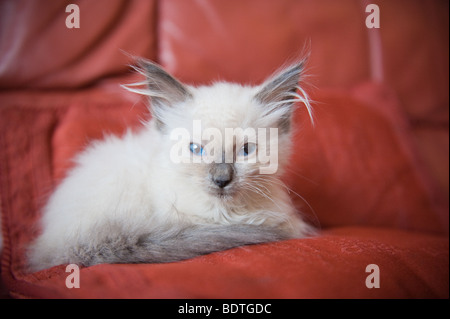 Ragdoll kitten (8 weeks old) Stock Photo