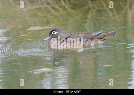 Carolina Wood Duck Aix sponsa Female Photographed in England Stock Photo