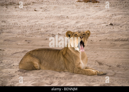 Lioness lying on the floor yawning. Chobe National Park, Botswana, Africa. Stock Photo