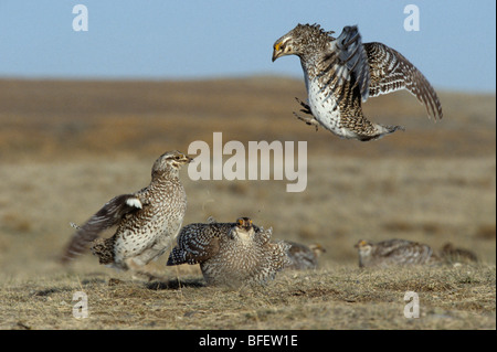 Male Sharp-tailed grouse (Tympanuchus phasianellus) in territorial dispute on lek, Grasslands National Park Saskatchewan Canada Stock Photo