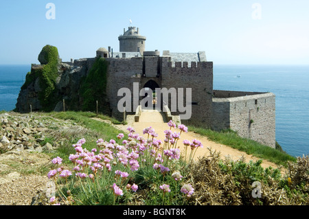 Thrift / Sea pink (Armeria maritima) and Fort La Latte at Cap Fréhel, Côtes-d'Armor, Brittany, France Stock Photo