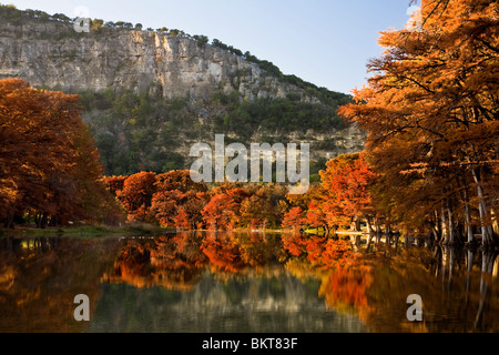 Fall colors of the Bald Cypress on the Frio river south Texas Stock Photo