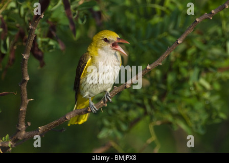 Europe, Hungary, Golden oriole bird singing on branch, close-up Stock Photo