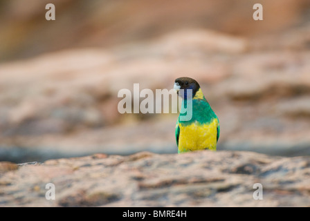 Australian Ringneck parrot Barnardius zonarius Northern Territory Australia Stock Photo