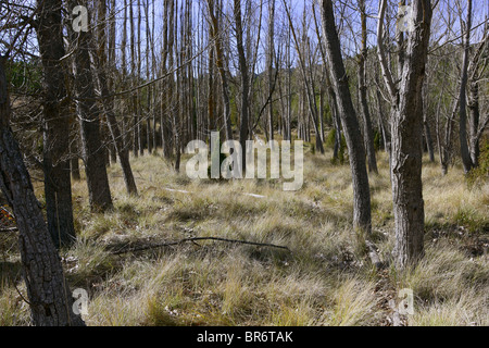 Autumn poplar trees without leaves on a dried grass Stock Photo