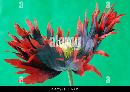 Red and black poppy flower (Papaver somniferum) on a green background Stock Photo