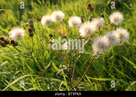 Clock dandelion thistles in the sun Stock Photo