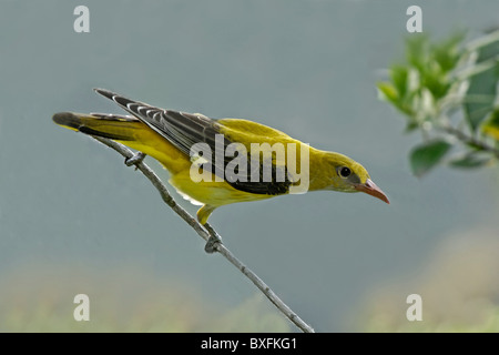 Golden Oriole  (()riolus oriolus) perched on branch Stock Photo