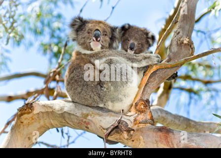 Koala mother and baby Stock Photo