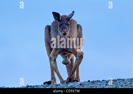 Eastern Grey Kangaroo or Great Grey Kangaroo (Macropus giganteus), male, New South Wales, Australia Stock Photo