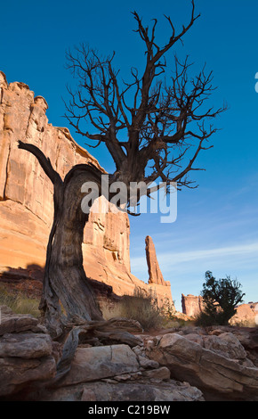 An old dead Juniper tree along 'Broadway' in Arches National Park, Utah, USA. Stock Photo