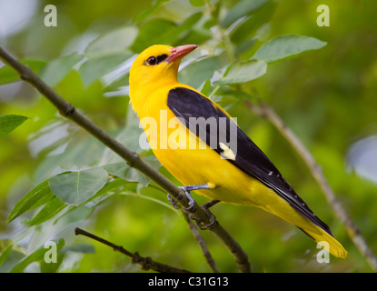 Golden Oriole male on branch Stock Photo