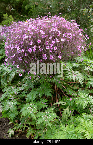 Madeira Cranesbill, Geranium maderense, Geraniaceae. Stock Photo