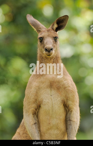 Eastern Grey Kangaroo Macropus giganteus Male Photographed in ACT, Australia Stock Photo