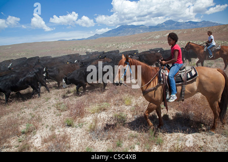 Nevada Cattle Ranch Stock Photo