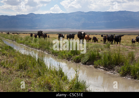 Nevada Cattle Ranch Stock Photo