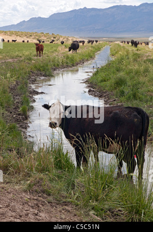 Nevada Cattle Ranch Stock Photo