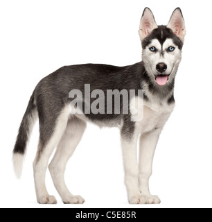 Siberian Husky puppy, 4 months old, standing in front of white background Stock Photo