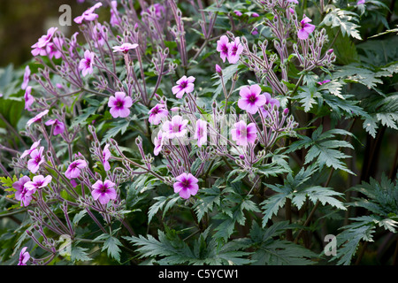 Geranium maderense Madeira cranesbill Stock Photo