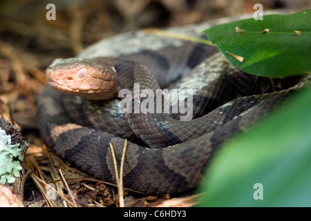 Copperhead Snake - Brevard, North Carolina, USA Stock Photo