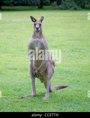 male kangaroo standing on grass Stock Photo