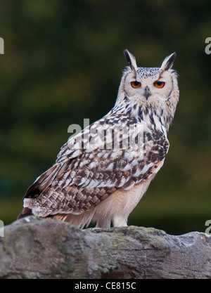 Indian Eagle-Owl (Bubo bengalensis) Stock Photo