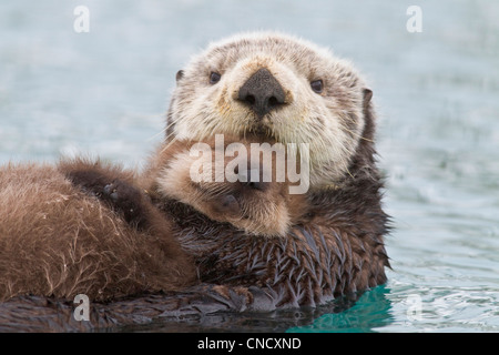 Female Sea otter holding newborn pup out of water, Prince William Sound, Southcentral Alaska, Winter Stock Photo