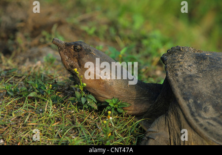 snapping turtle, American snapping turtle (Chelydra serpentina), portrait Stock Photo