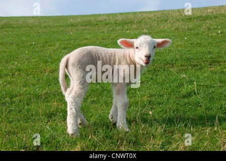 lamb in a pasture poking tongue out, Germany, Schleswig-Holstein Stock Photo