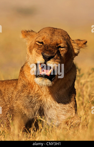 lion (Panthera leo), Lioness, Botswana, Chobe National Park Stock Photo