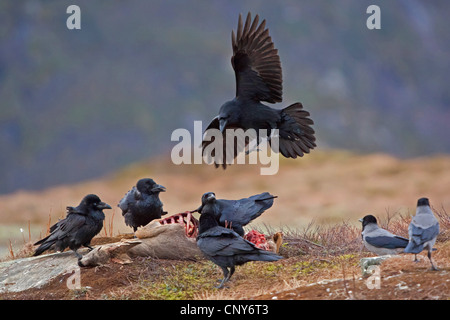 common raven (Corvus corax), feeding on dead deer, Norway Stock Photo