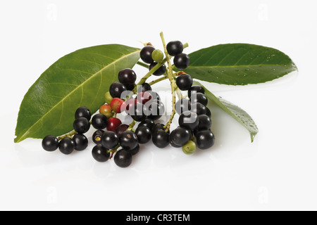 Cherry laurel (Prunus laurocerasus), fruits Stock Photo