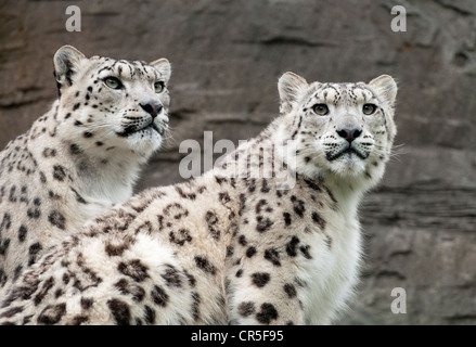 Two snow leopards Stock Photo