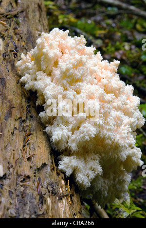 Wild Edible Mushroom Stock Photo