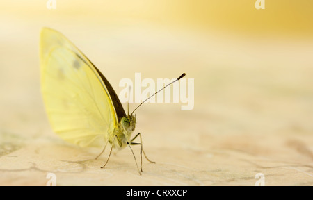 Pale Yellow Butterfly Upclose Stock Photo