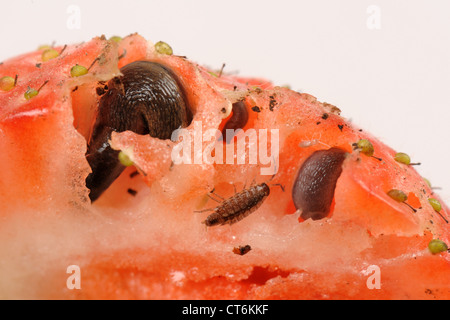 Strawberry fruit with slugs, slug damage and a woodlouse Stock Photo