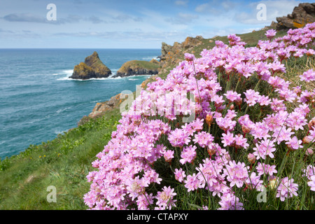 Kynance Cove; Thrift; Armeria maritima; in foreground; Cornwall; UK Stock Photo