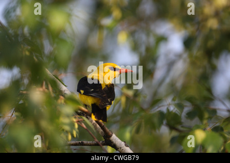 Golden Oriole (Oriolus oriolus), male at the birch branch, Bulgaria Stock Photo