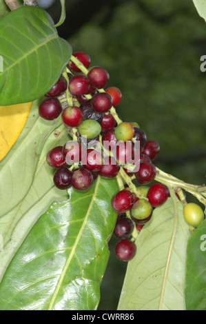 Cherry Laurel Prunus laurocerasus Rosaceae Stock Photo