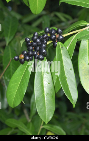 Cherry Laurel Prunus laurocerasus Rosaceae Stock Photo