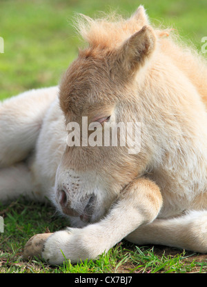 Sleeping Miniature Shetland foal, Worcestershire, England, Europe Stock Photo