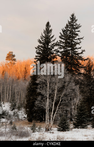 Frosted trees at dawn in early winter, Greater Sudbury, Ontario, Canada Stock Photo