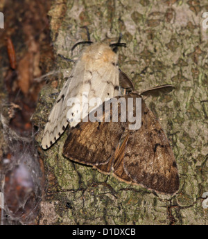 Gypsy Moth Pair Stock Photo