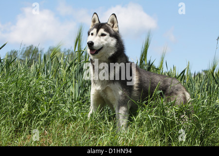 Dog Siberian Husky adult white and black standing on grass Stock Photo