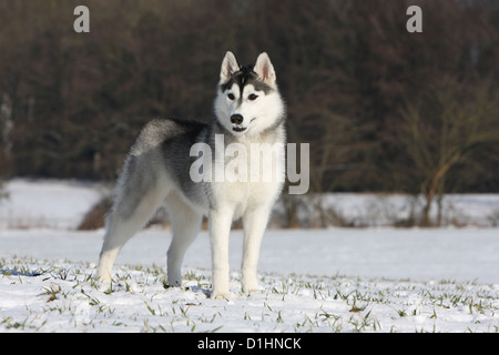 Dog Siberian Husky adult white and black standing on snow Stock Photo