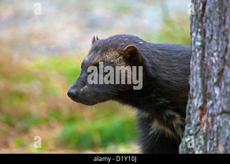 Wolverine (Gulo gulo) behind tree in boreal forest on the taiga in Sweden, Scandinavia Stock Photo